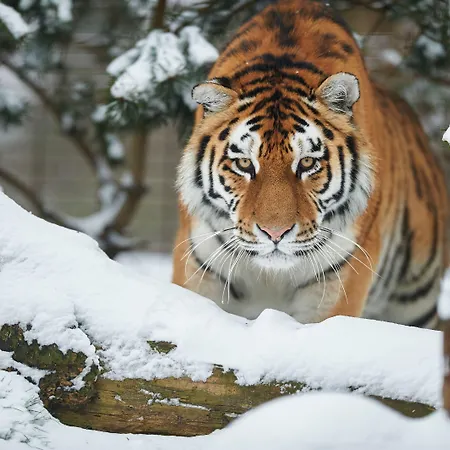 Nattergalen ホテル